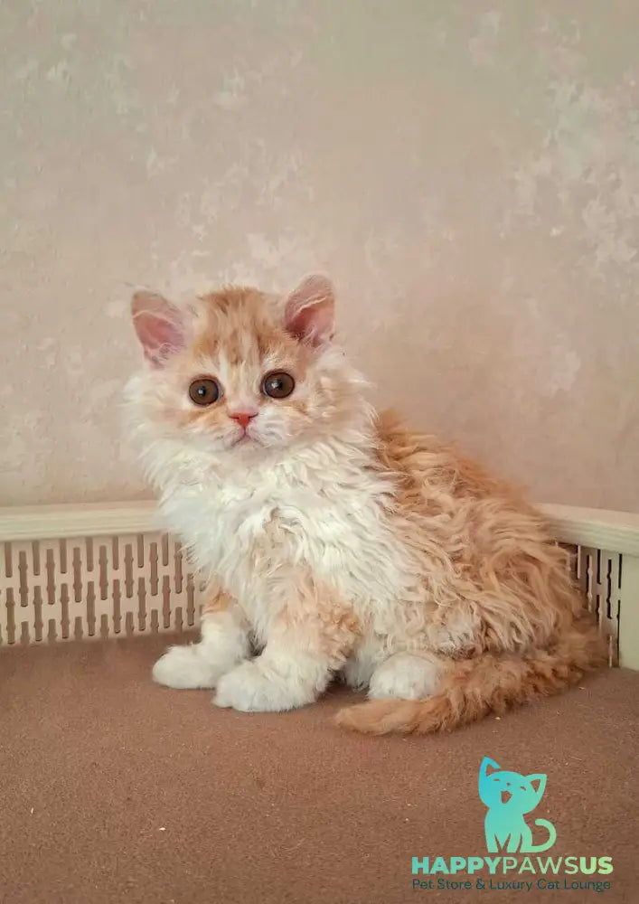 Platosha Selkirk Rex male red bicolour - live animals