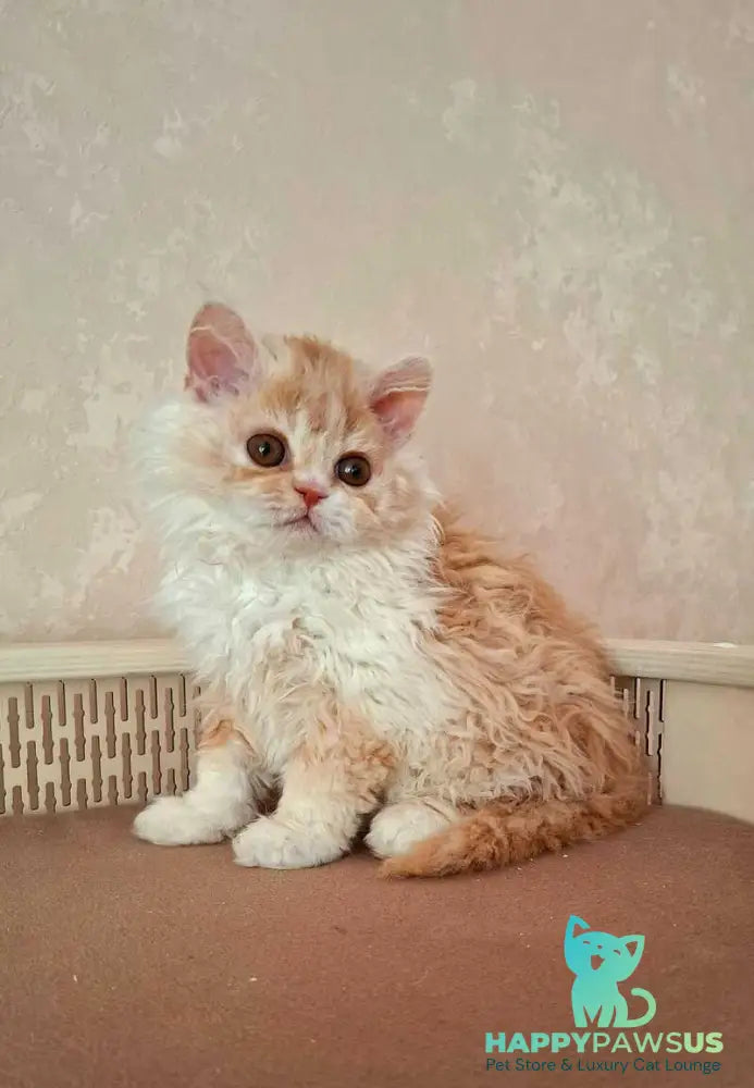 Platosha Selkirk Rex male red bicolour - live animals