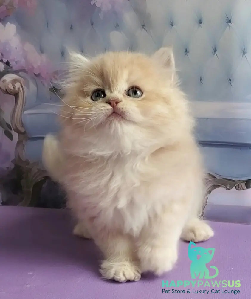 Plush British Longhair male blue golden chinchilla - live animals