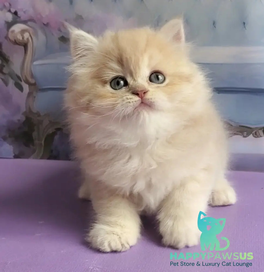Plush British Longhair male blue golden chinchilla - live animals