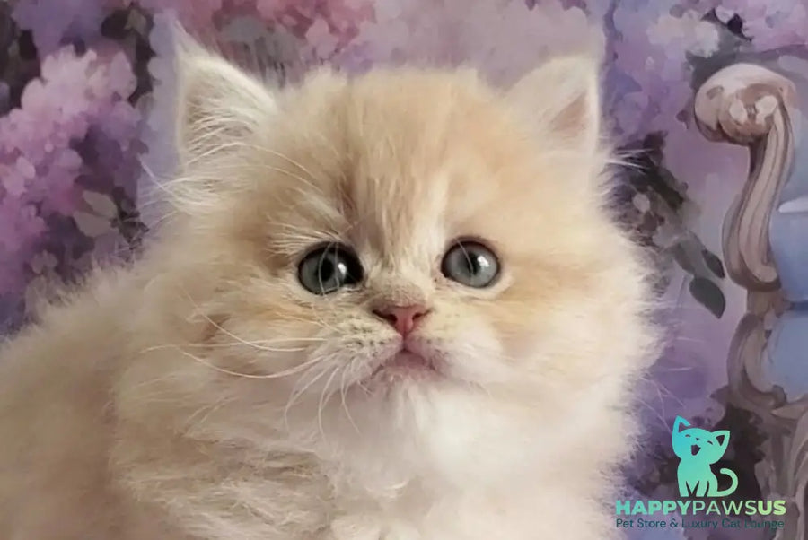 Plush British Longhair male blue golden chinchilla - live animals