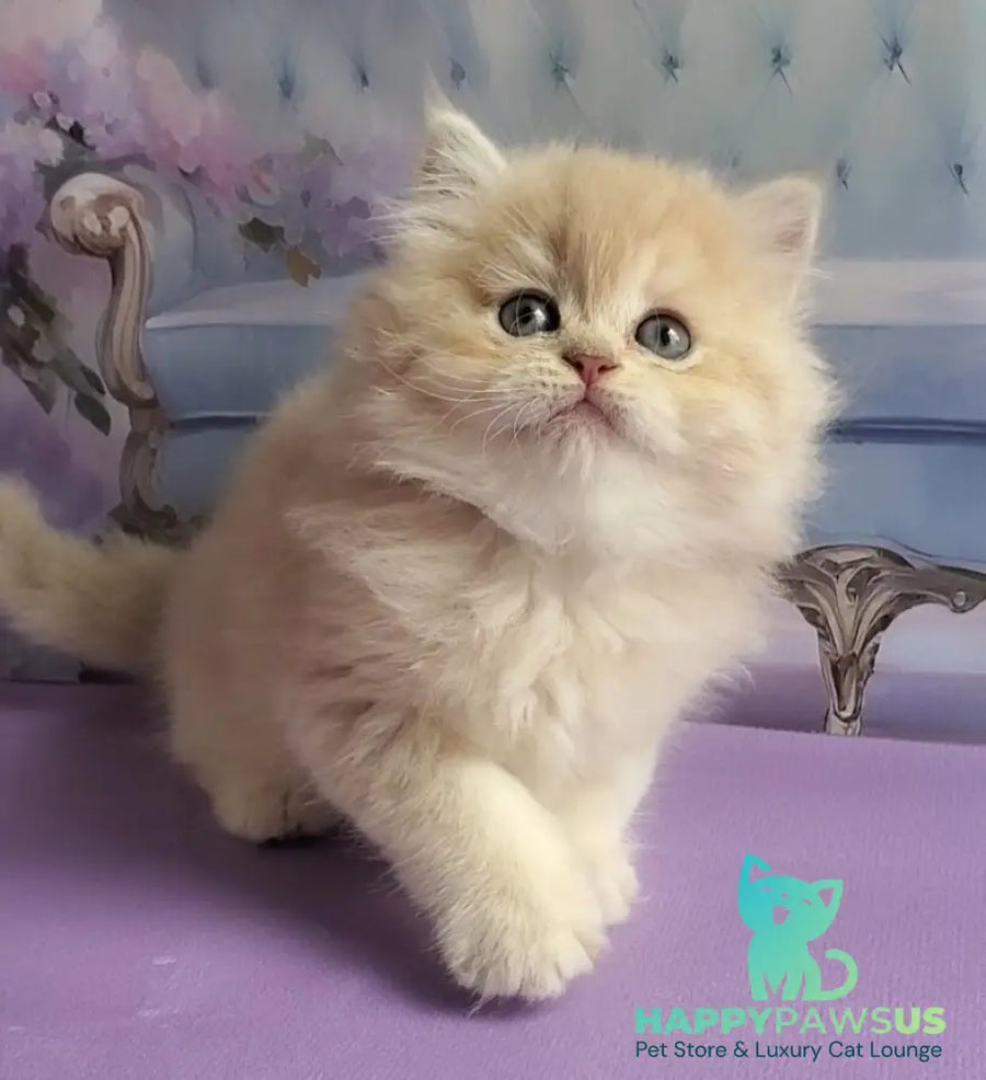 Plush British Longhair male blue golden chinchilla - live animals