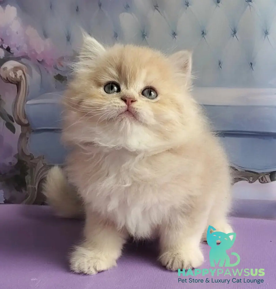 Plush British Longhair male blue golden chinchilla - live animals