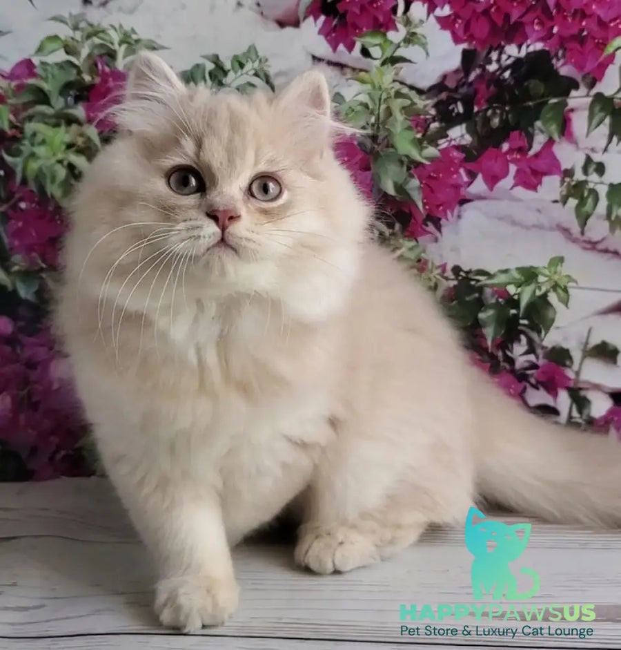 Plush British Longhair male blue golden chinchilla - live animals