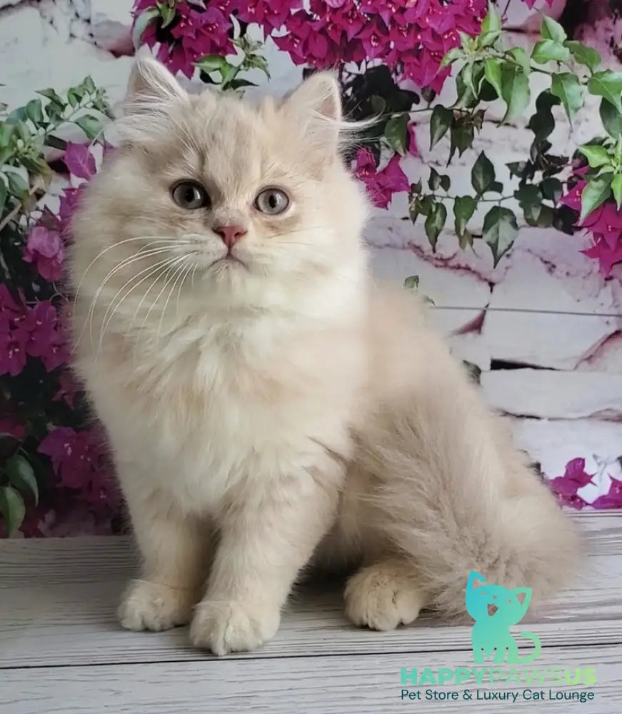 Plush British Longhair male blue golden chinchilla - live animals