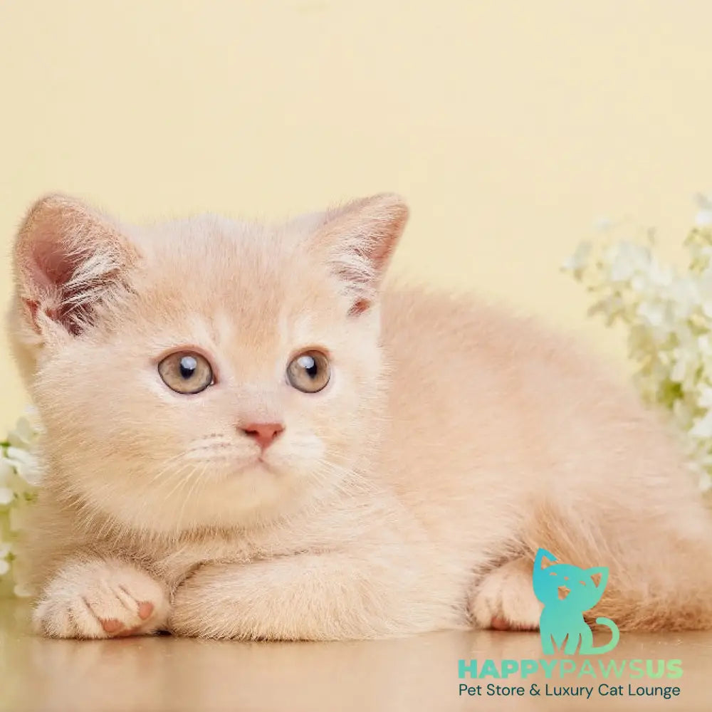 Plush British Shorthair male cream - live animals