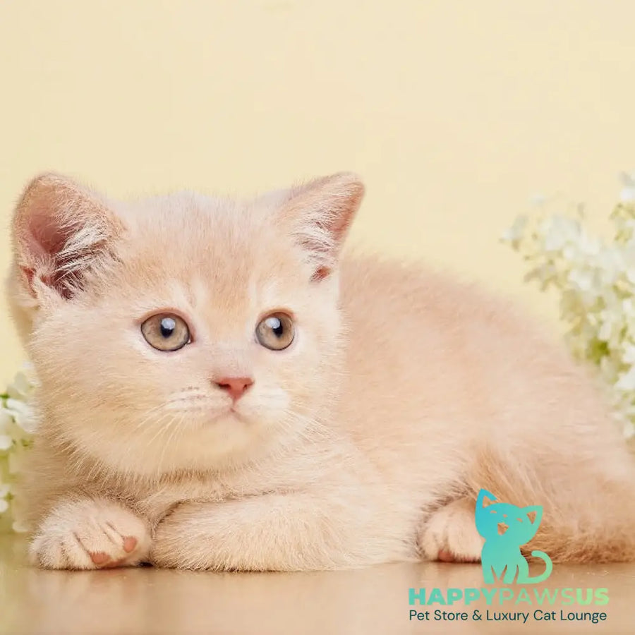 Plush British Shorthair male cream - live animals