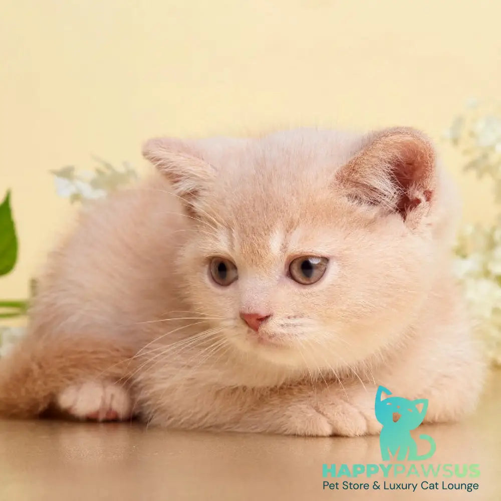 Plush British Shorthair male cream - live animals