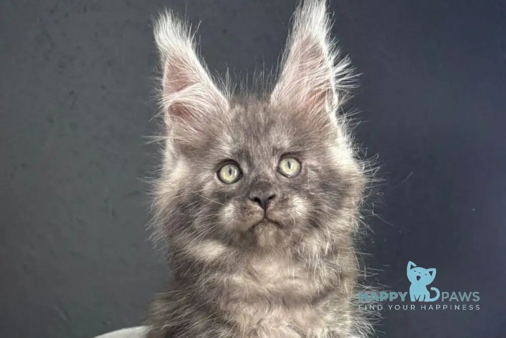 Plushik Maine Coon male black silver live animals