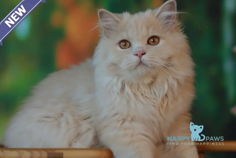 Pluto British Longhair male cream live animals