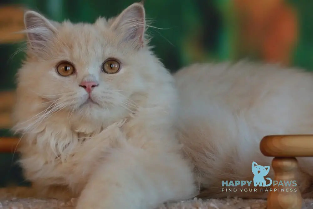 Pluto British Longhair male cream live animals