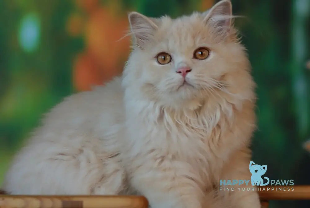 Pluto British Longhair male cream live animals