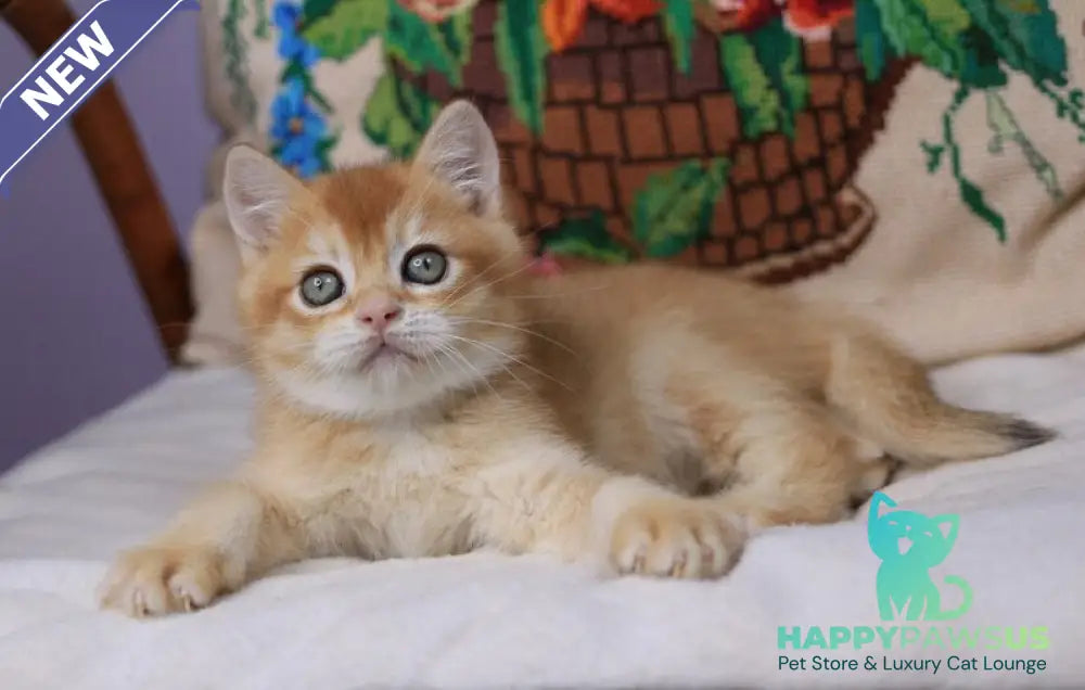 Pluto British Shorthair male chocolate golden chinchilla - live animals