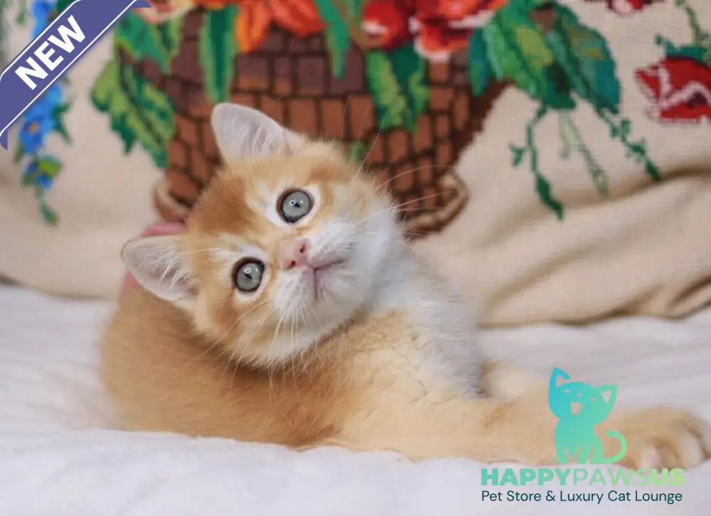 Pluto British Shorthair male chocolate golden chinchilla - live animals