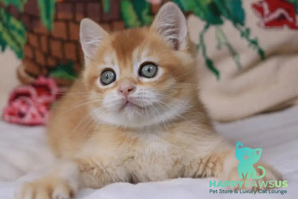 Pluto British Shorthair male chocolate golden chinchilla - live animals