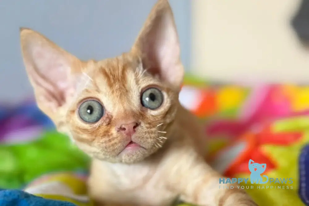 Pluto Devon Rex male red - live animals