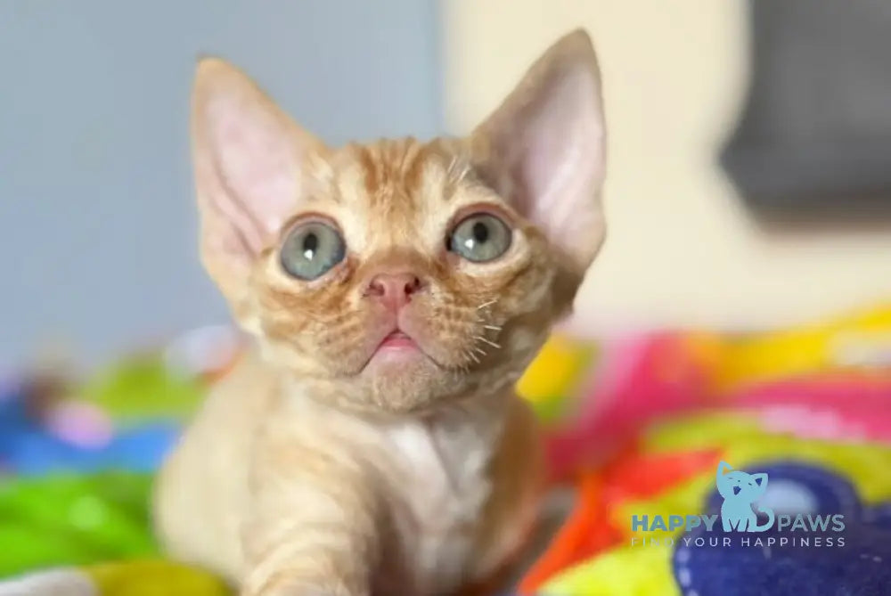 Pluto Devon Rex male red - live animals