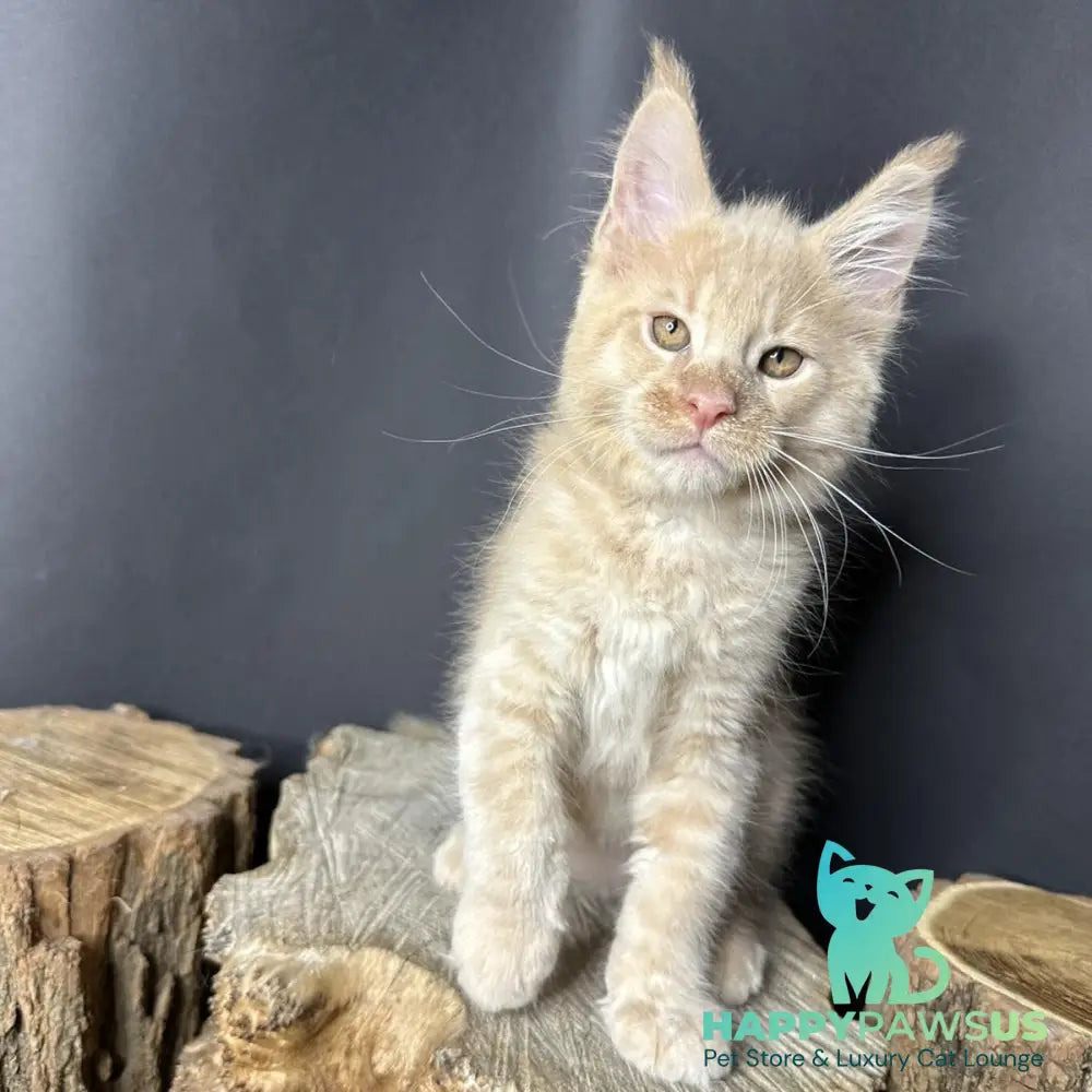 Pluto Maine Coon male cream bicolour - live animals