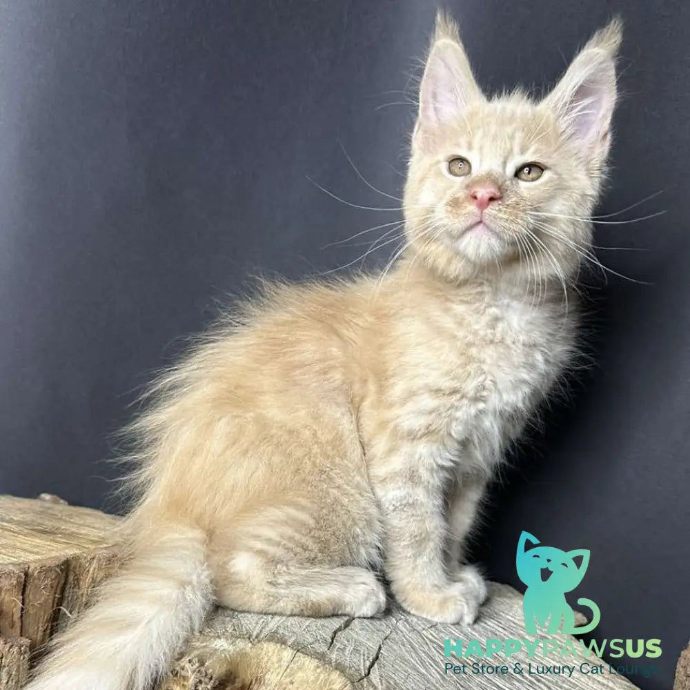 Pluto Maine Coon male cream bicolour - live animals