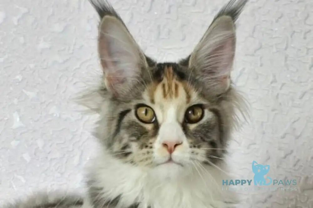 Poema Maine Coon female black tortie silver tabby bicolour live animals