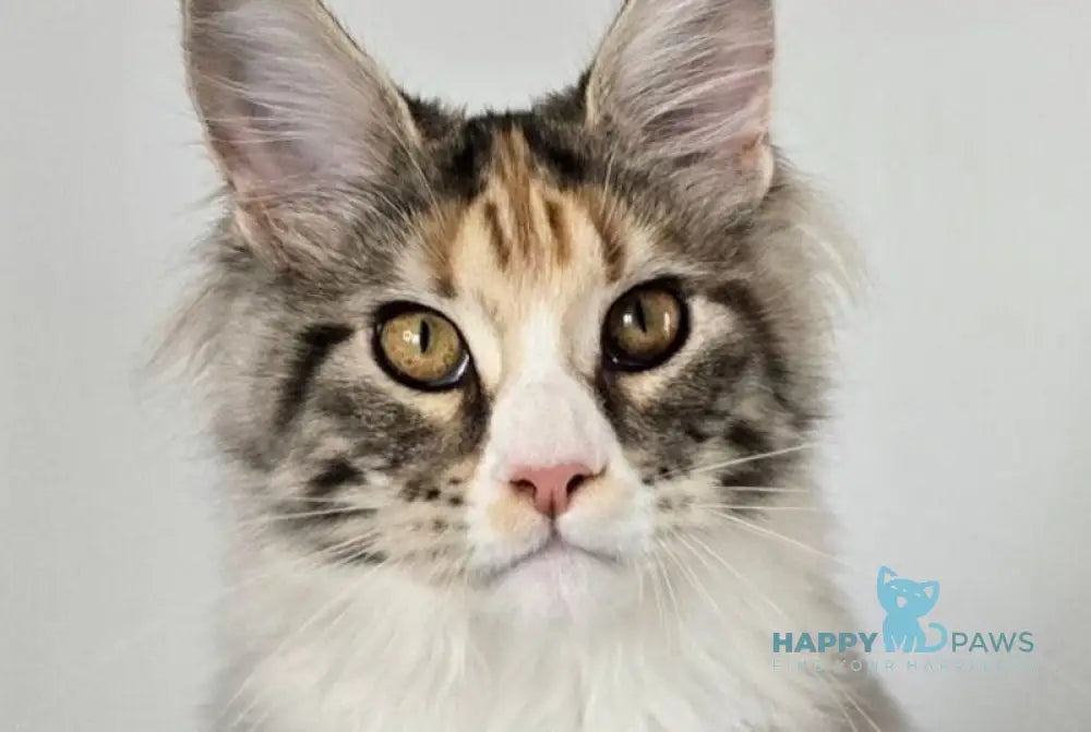 Poema Maine Coon female black tortie silver tabby bicolour live animals