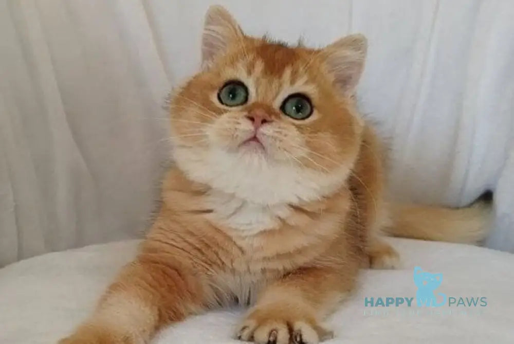 Poki British Shorthair male black golden chinchilla live animals