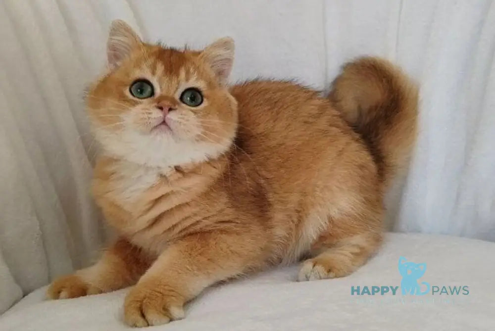 Poki British Shorthair male black golden chinchilla live animals