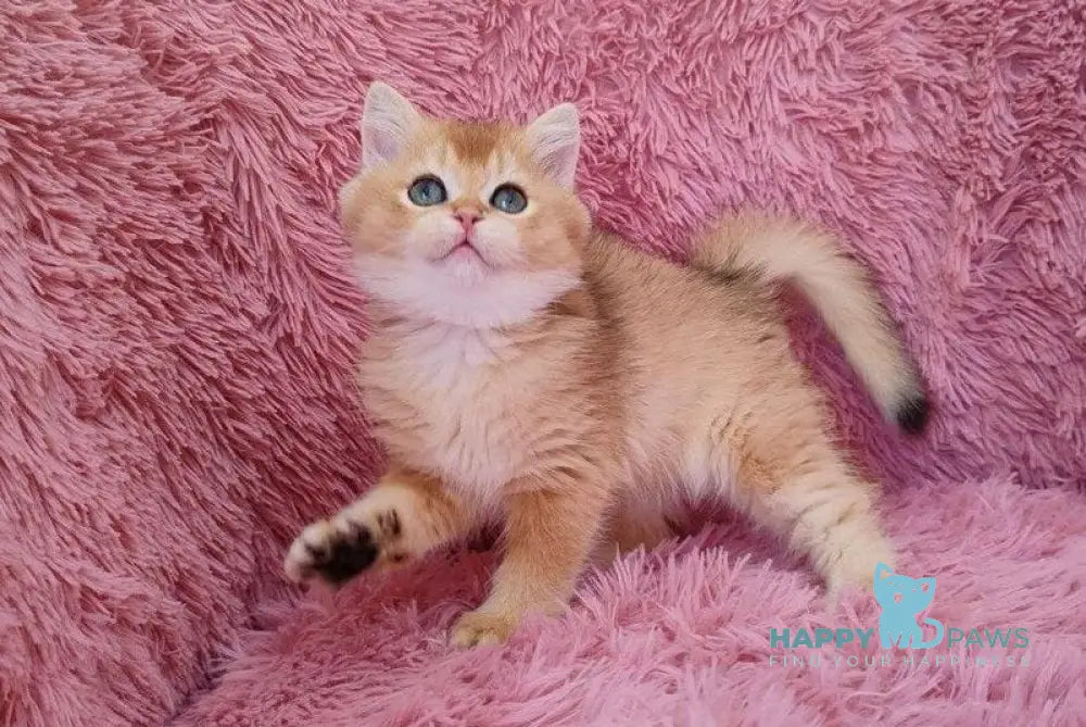 Pol British Shorthair male black golden chinchilla live animals