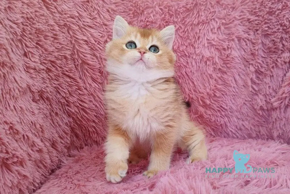 Pol British Shorthair male black golden chinchilla live animals