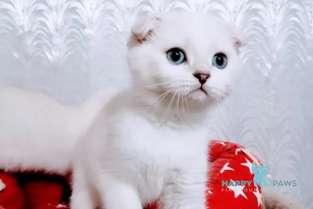 Poletta Scottish Fold female black silver shaded pointed - live animals