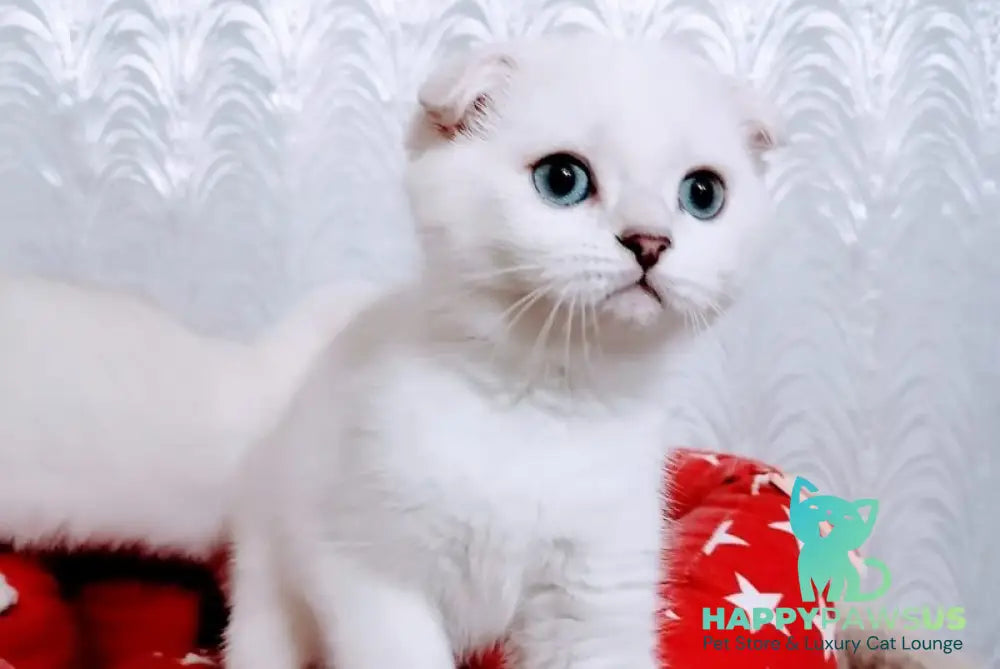 Poletta Scottish Fold female black silver shaded pointed - live animals