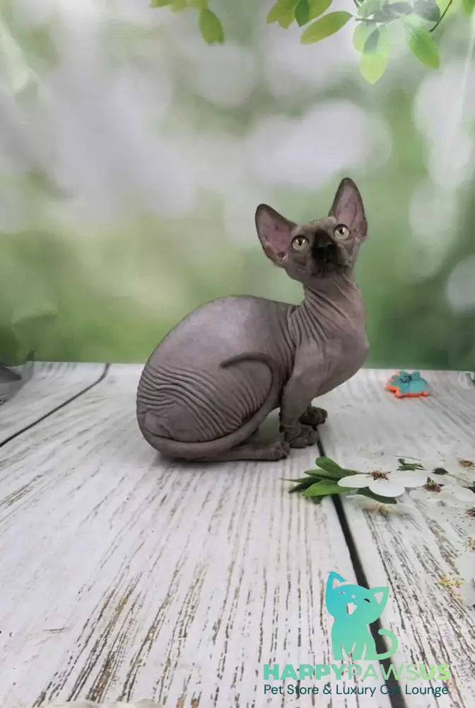 Polina Bambino female black - live animals