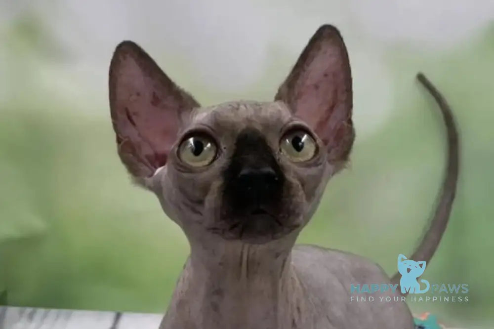 Polina Bambino female black - live animals