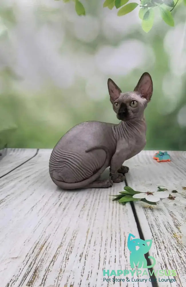 Polina Bambino female black - live animals