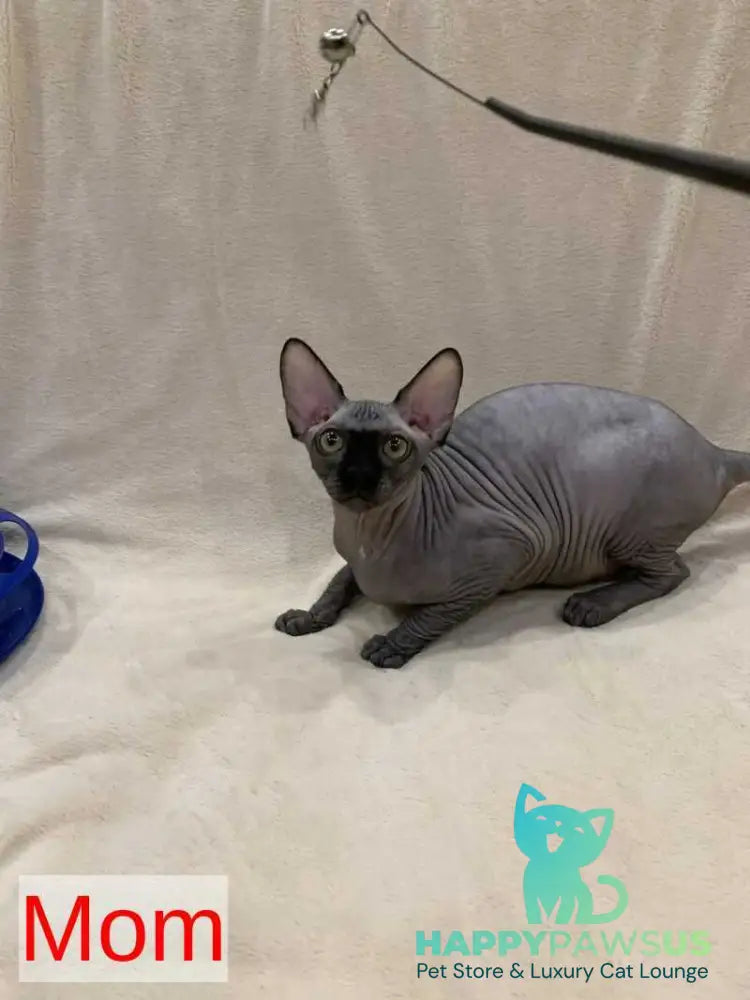 Polina Bambino female black - live animals