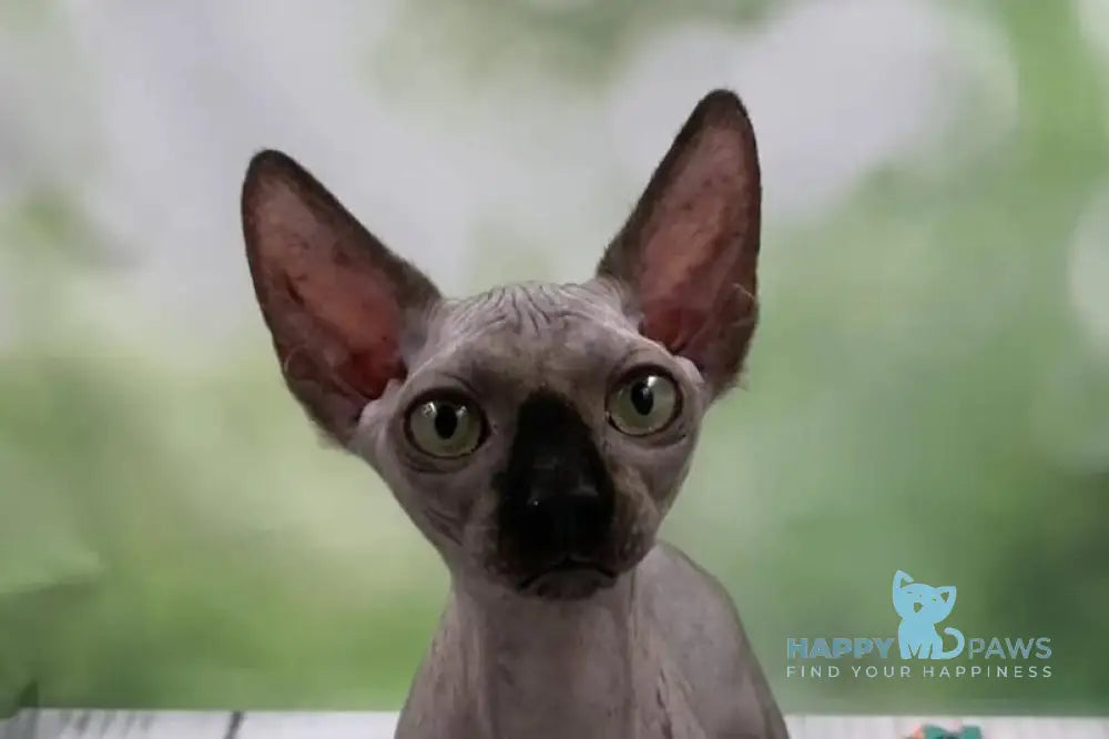 Polina Bambino female black - live animals