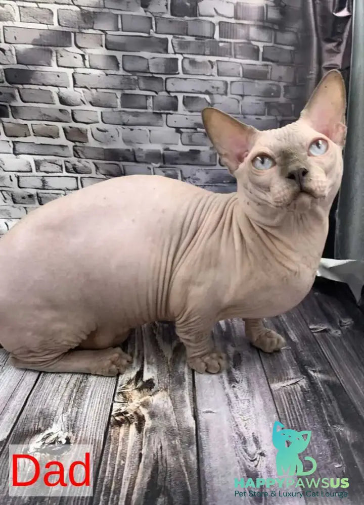 Polina Bambino female black - live animals