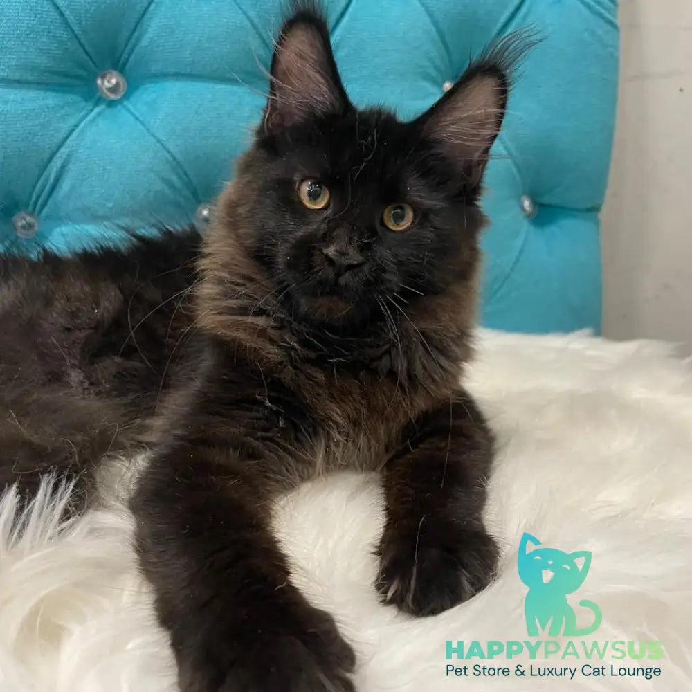Polina Maine Coon female black - live animals