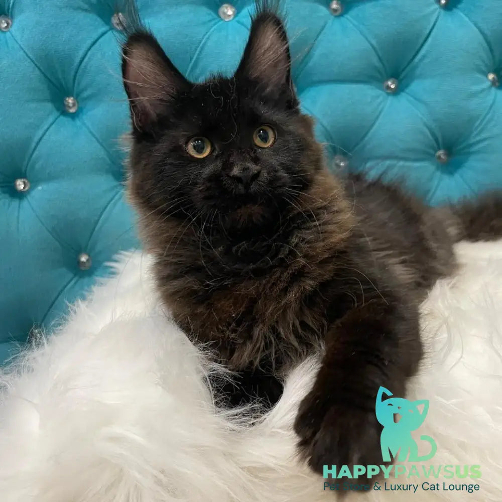 Polina Maine Coon female black - live animals