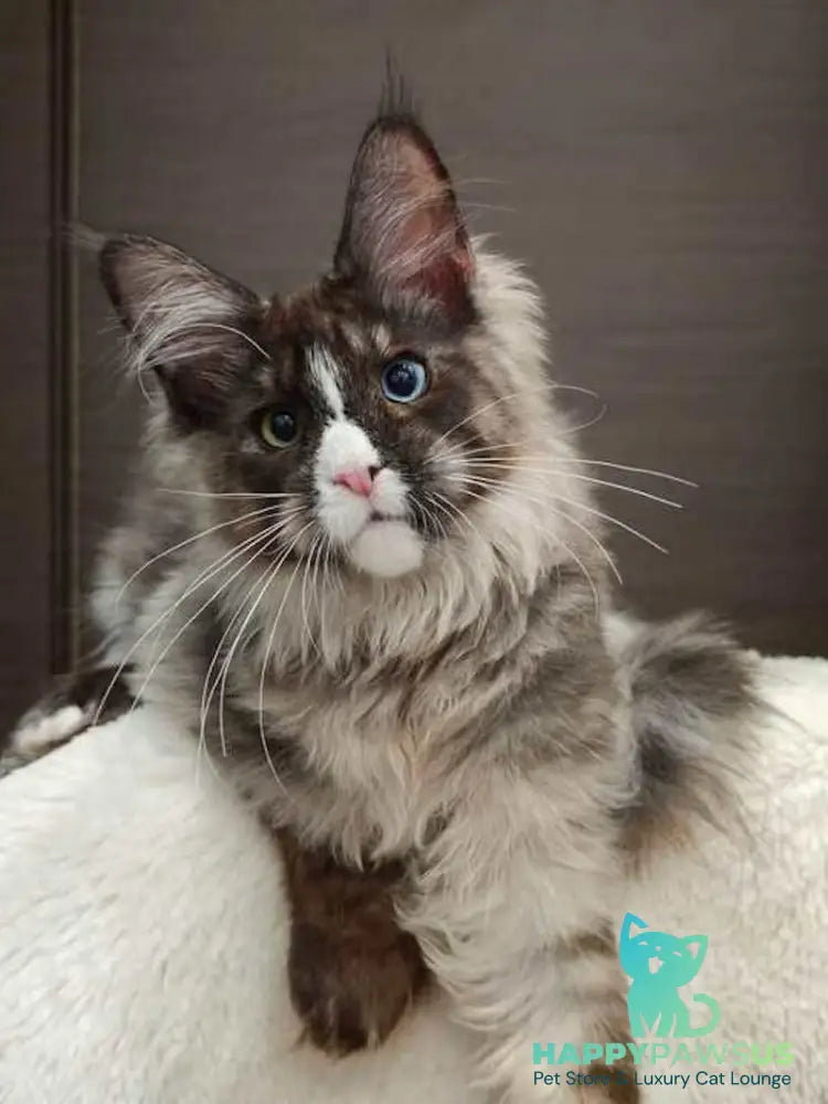 Polina Maine Coon polydactyl female black smoke with white - live animals