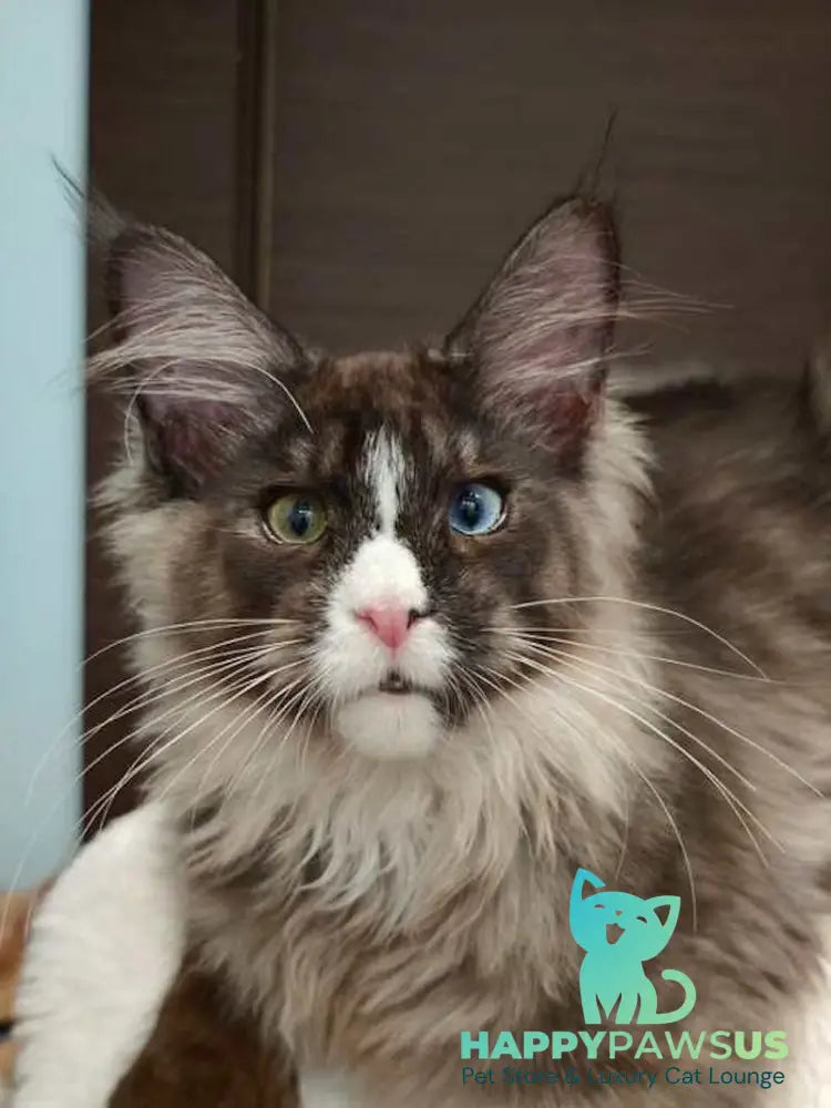 Polina Maine Coon polydactyl female black smoke with white - live animals