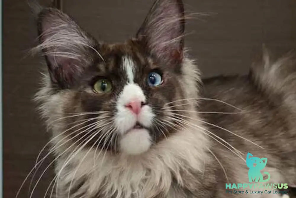 Polina Maine Coon polydactyl female black smoke with white - live animals