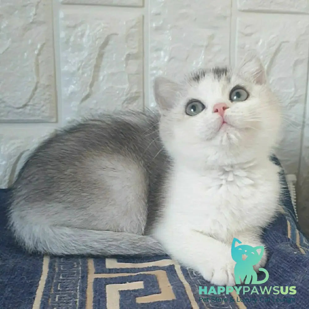 Poll British Shorthair male black silver ticked tabby bicolour - live animals
