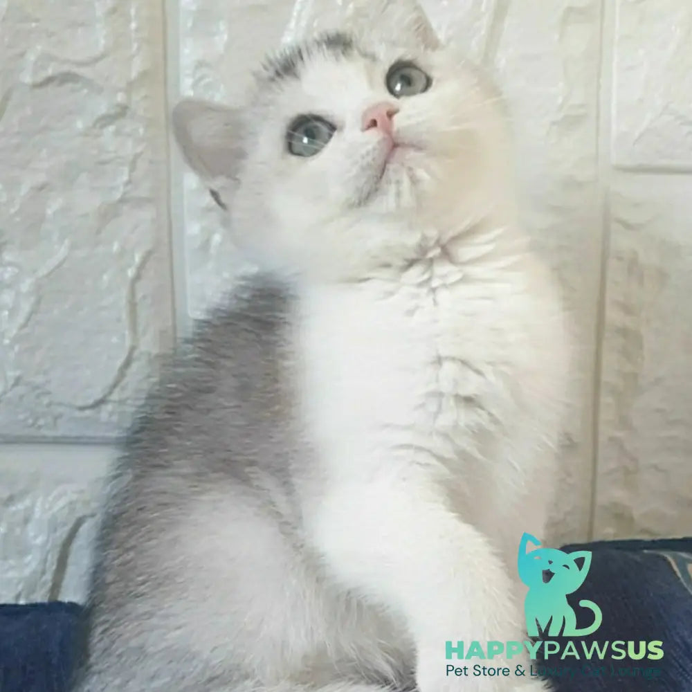 Poll British Shorthair male black silver ticked tabby bicolour - live animals
