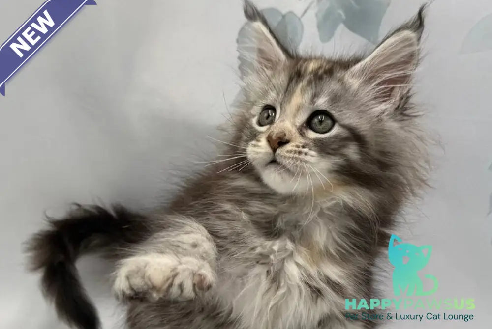 Polli Maine Coon polydactyl female black tortie silver tabby - live animals