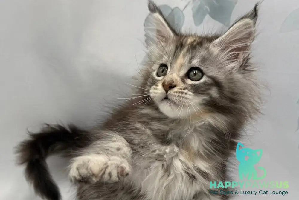 Polli Maine Coon polydactyl female black tortie silver tabby - live animals