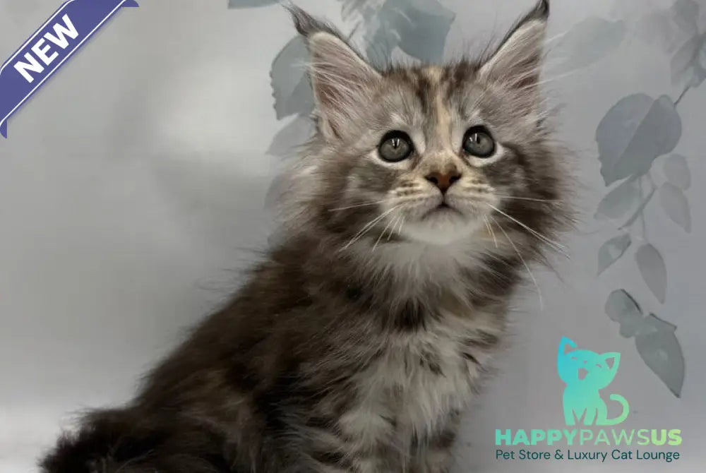 Polli Maine Coon polydactyl female black tortie silver tabby - live animals