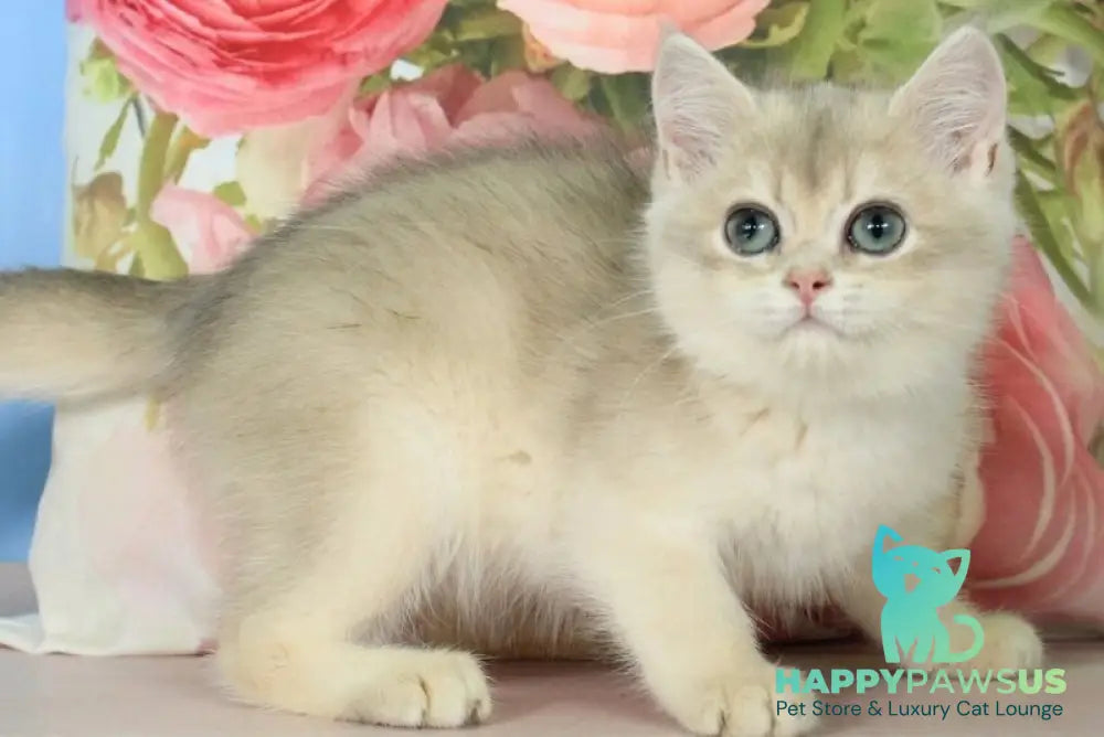 Polly British Shorthair female blue golden shaded pointed - live animals