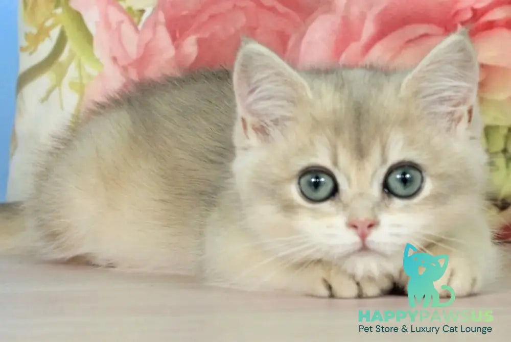 Polly British Shorthair female blue golden shaded pointed - live animals