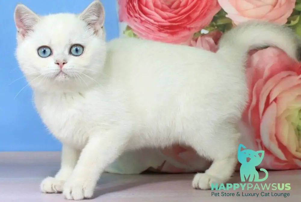 Polly British Shorthair female blue golden shaded pointed - live animals